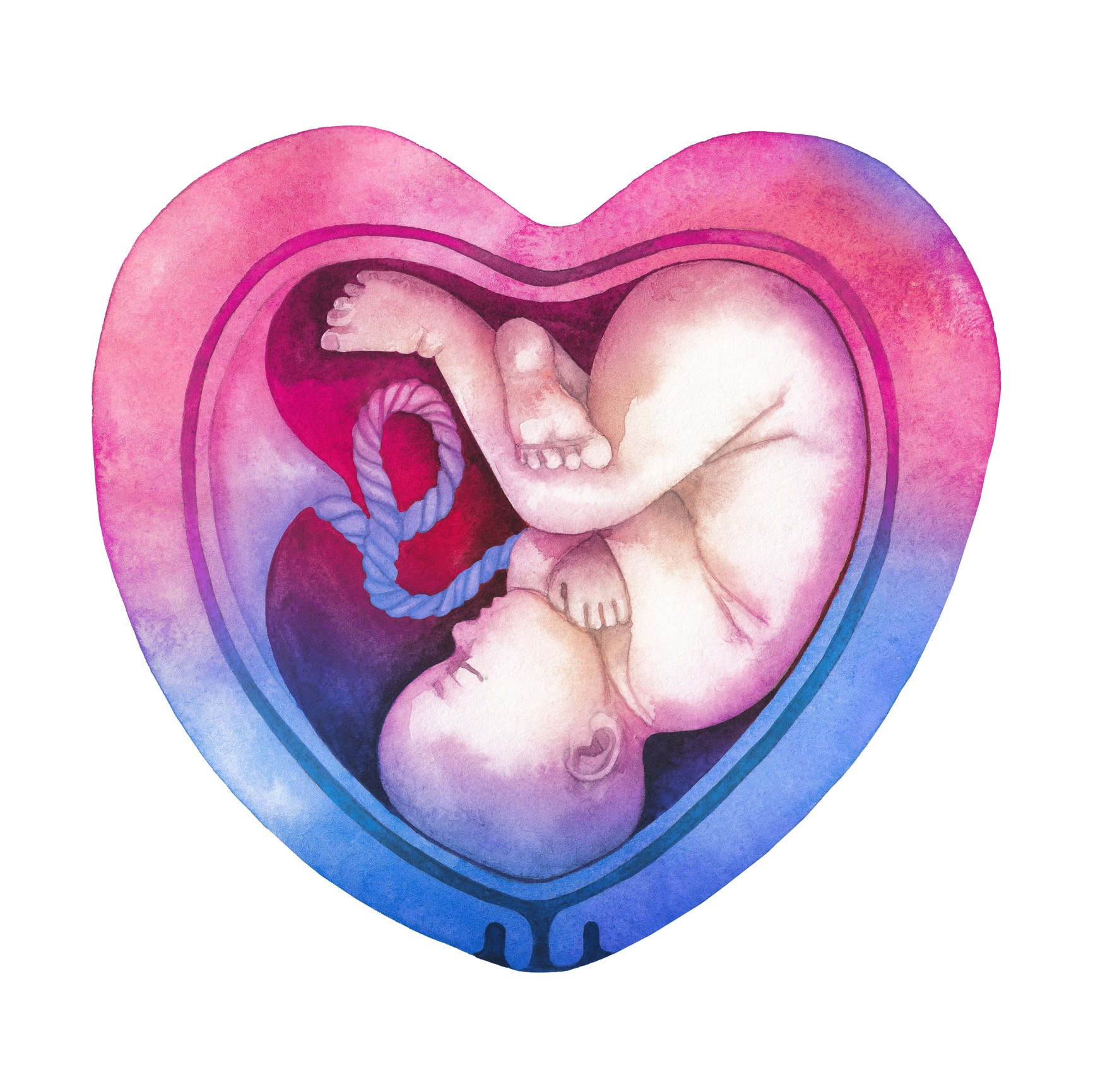 womb heart